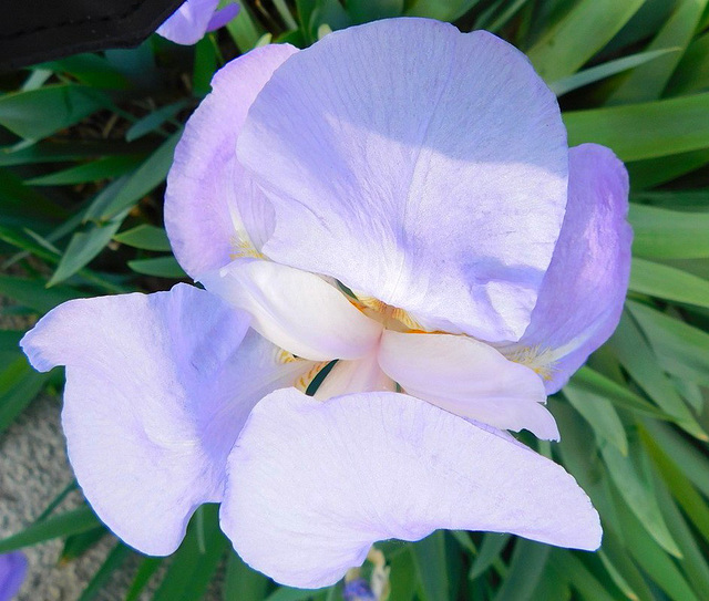 Iris