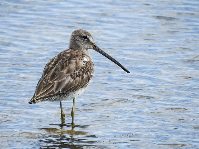 Day 2, Long-billed Dowitcher, Aransas First Cove