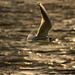 Black headed gull in the golden hour