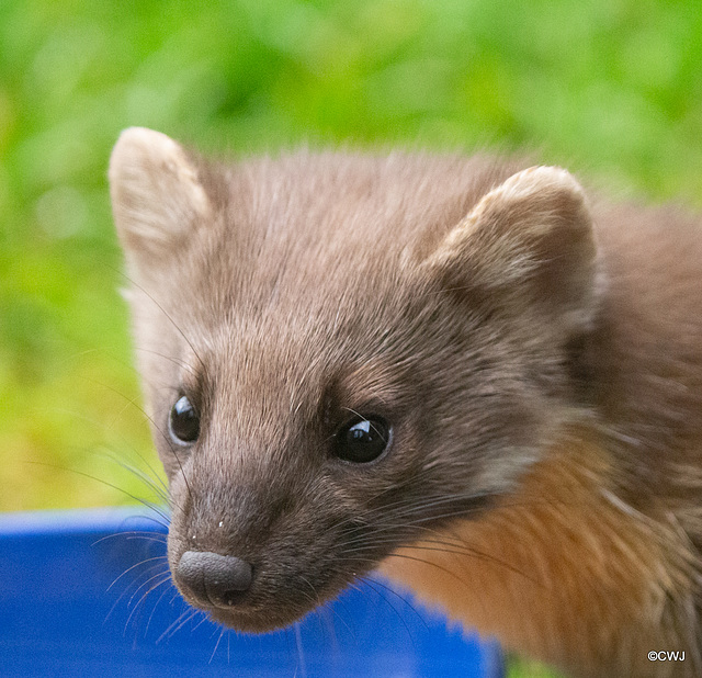 The blue bowl of fruit and nuts is an unwanted distraction from a wildlife image, so the Pine Marten will have to revert for foraging under the birdfeeders!