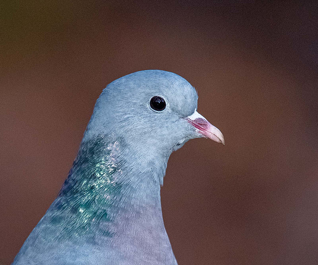 Stock dove