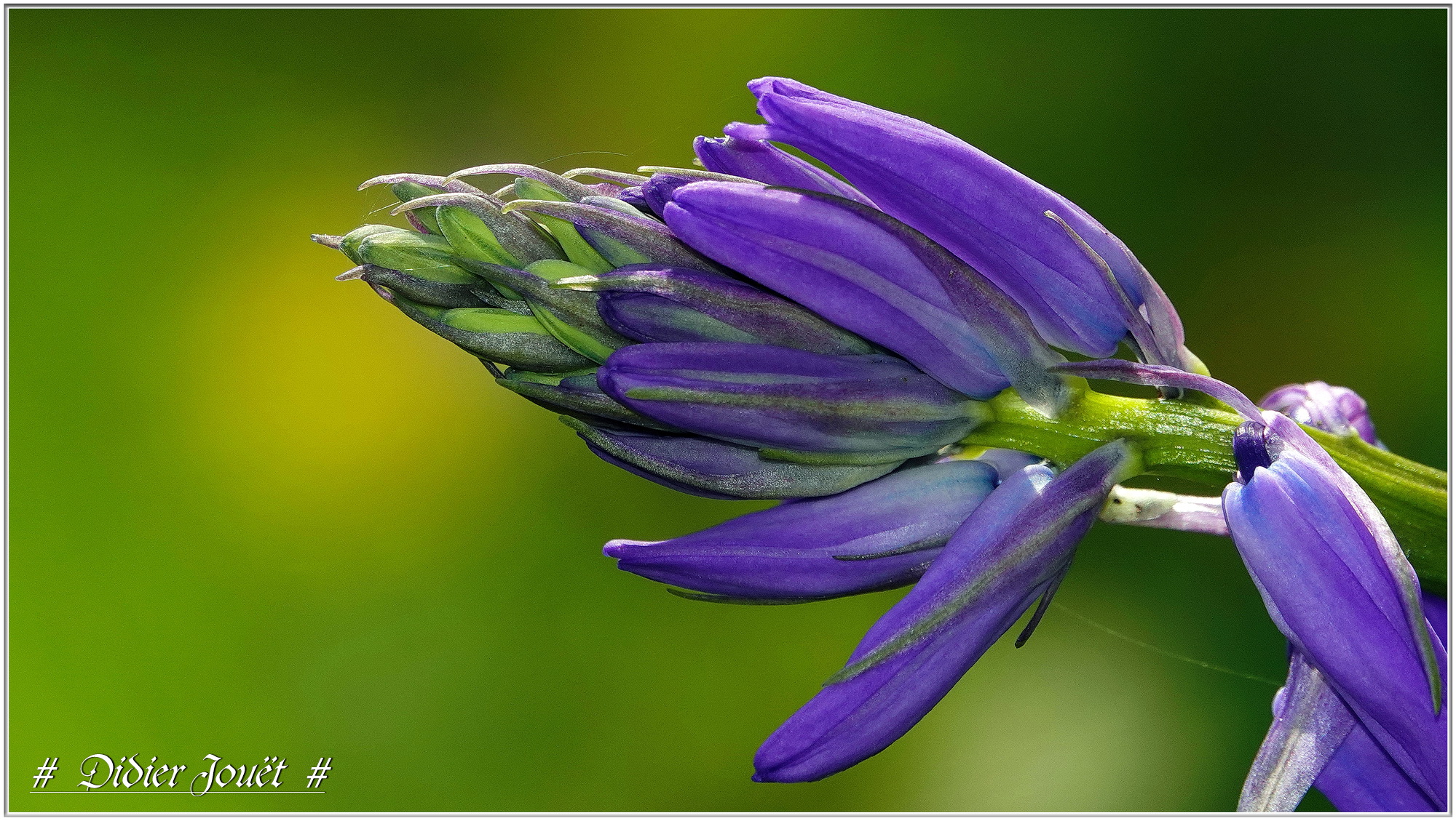 Jacinthe des Bois (Hyacinthoides non-scripta)