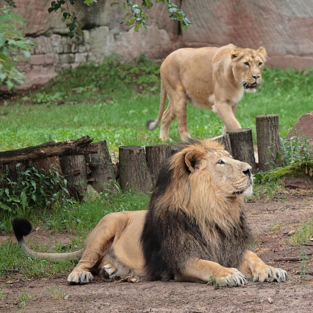 Asiatische Löwen / Tiergarten Nürnberg