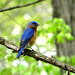 Eastern Bluebird (Sialia sialis)