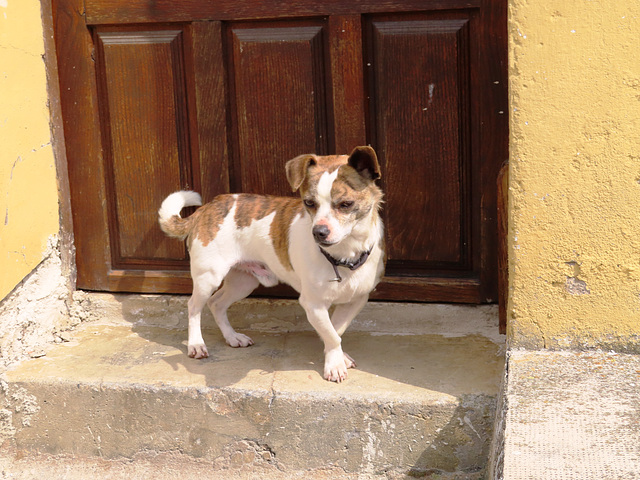 Guardián de la casa