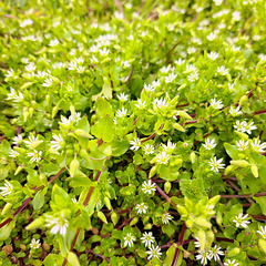 Gewöhnliche Vogelmiere (Stellaria media)