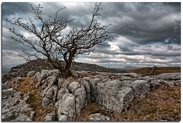 A Dales lone-tree