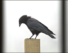 Crow pondering