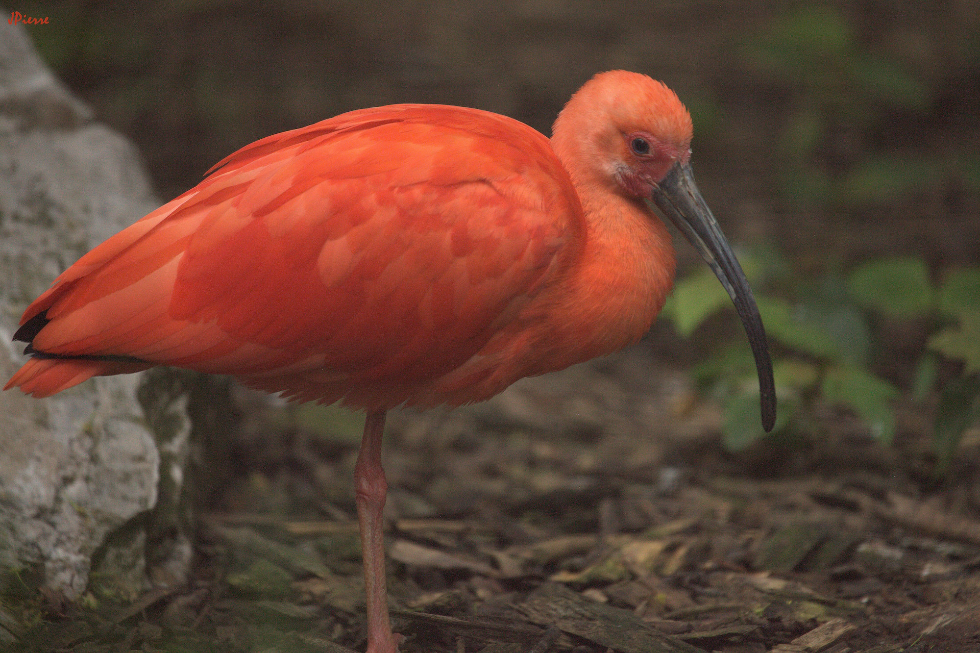 Ibis rouge