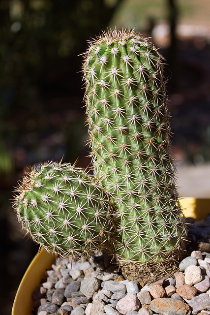 Bonker Hedgehog (Echinocereus Bonkerae)