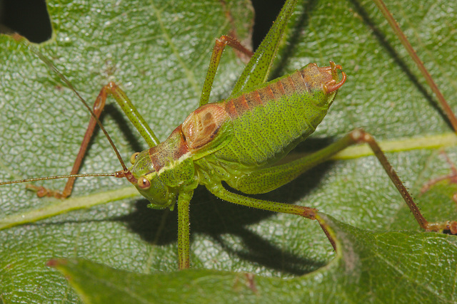 IMG 8304cricket