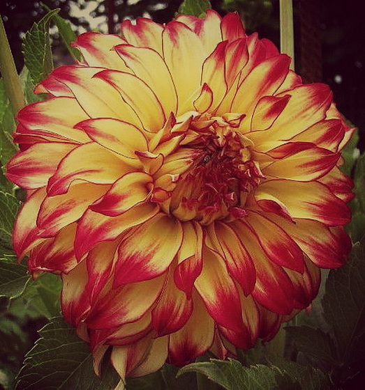 Dahlia...