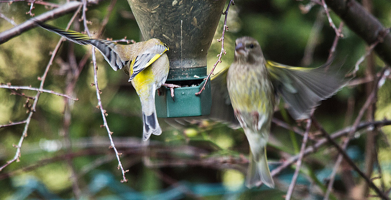 20150215 6982VRTw [D~RI] Grünfink (Carduelis chloris) [m + w], Rinteln