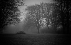 The foggy park