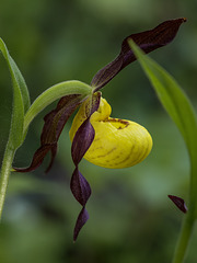 Cypripedium parviflorum var. makasin (Northern Small Lady's-slipper orchid)