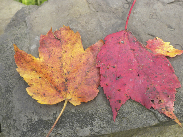 Leaves