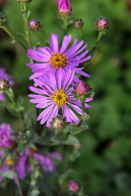 Michaelmas daisy on the first day of Autumn