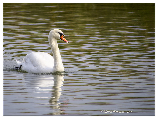 Swan