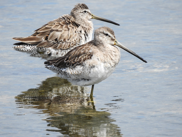 Day 2, Long-billed Dowitchers, Aransas First Cove