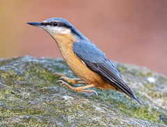 Nuthatch