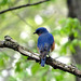 Eastern Bluebird (Sialia sialis)