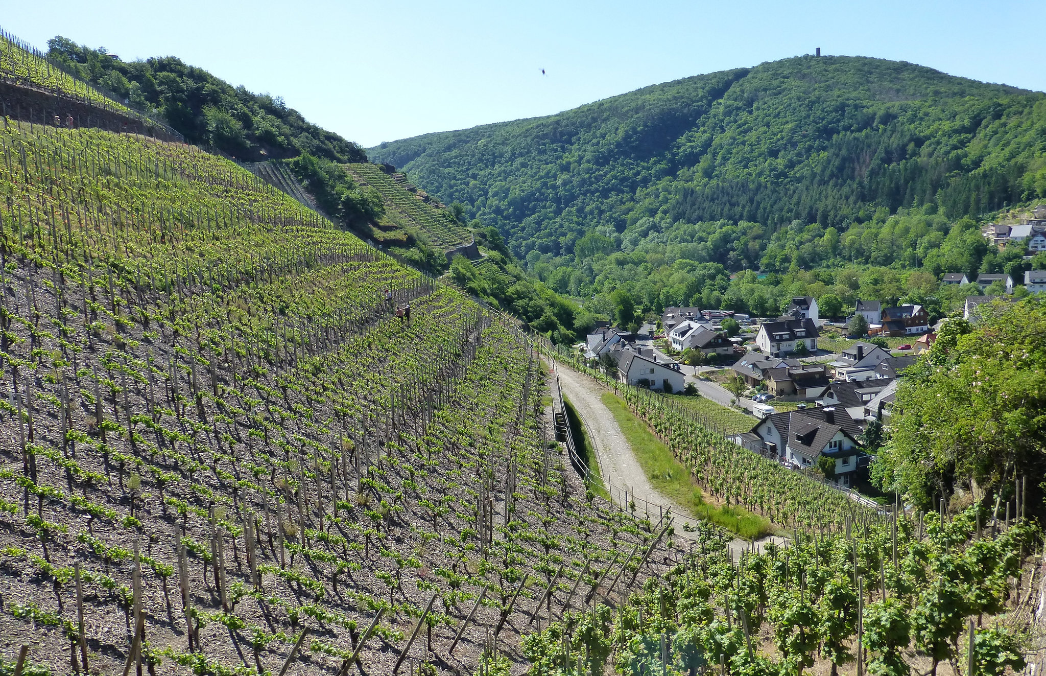 DE - Dernau - Weinberge