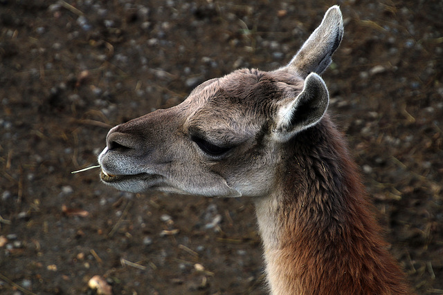 Tout comme Lucky Luke , Serge le lama mordille un brin d'herbe .