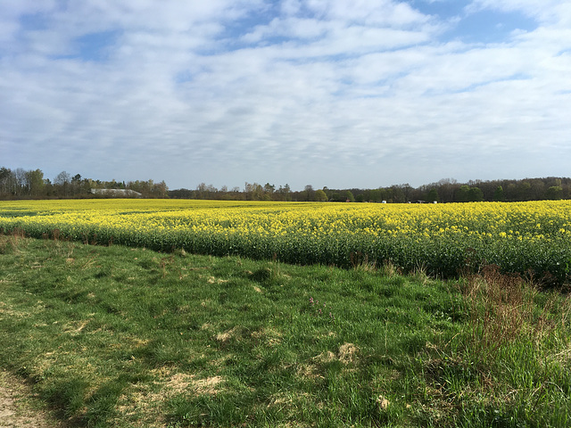 Raps und blauer Himmel