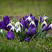 Snowdrops and Crocus