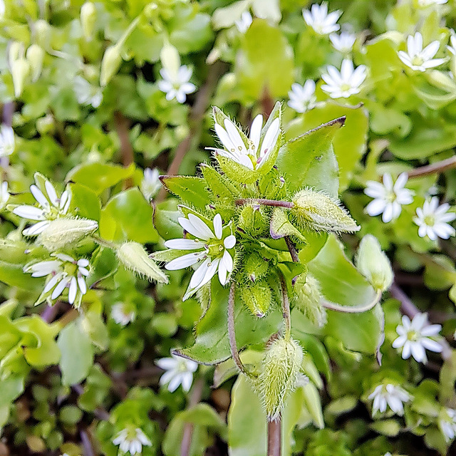 Gewöhnliche Vogelmiere (Stellaria media)