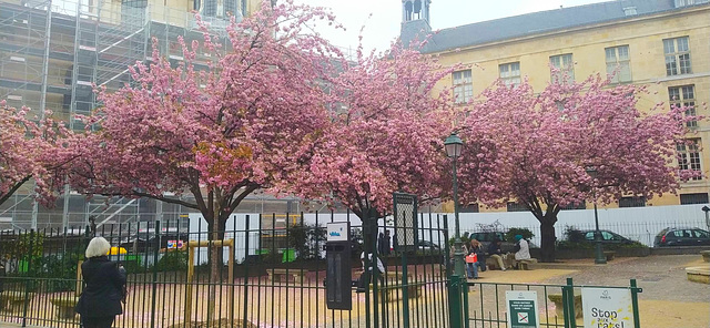 Sakuras en fleurs à Paris**********