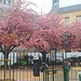 Sakuras en fleurs à Paris**********