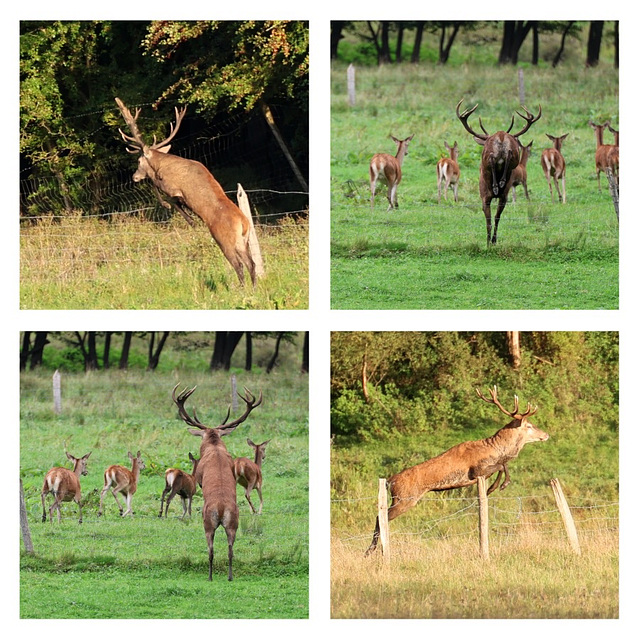 quelque sauts de clôtures pendant ce brame 2025 .... quelque sauts de clôtures pendant ce brame 2025 ....