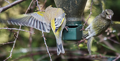 20150215 6984VRTw [D~RI] Grünfink (Carduelis chloris) [m + w], Rinteln