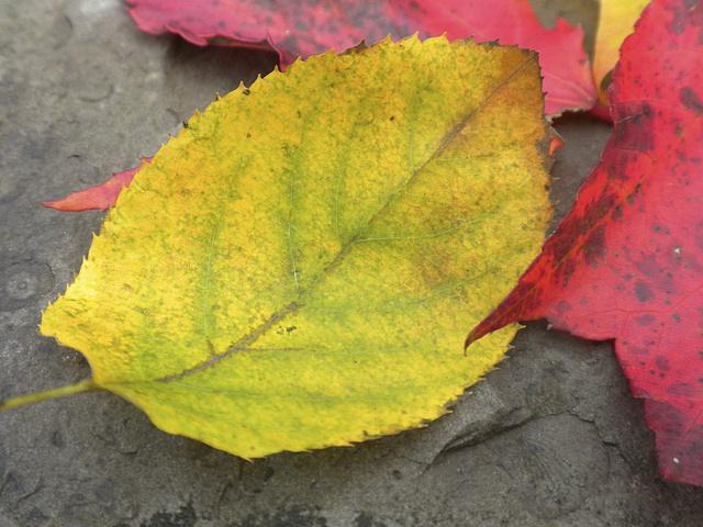 Leaves