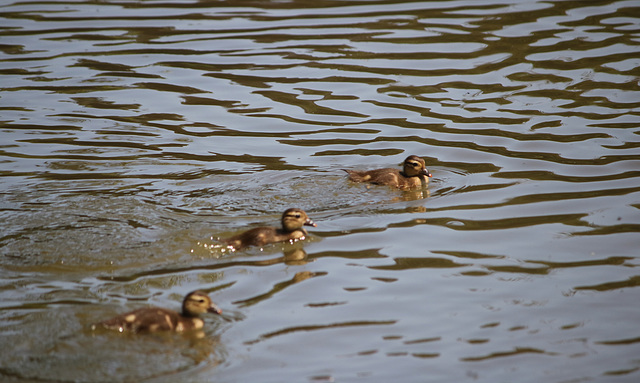 Getting my ducklings in a row