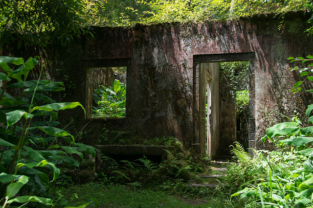 "lost place" im Mata-Jardim José do Canto (© Buelipix)