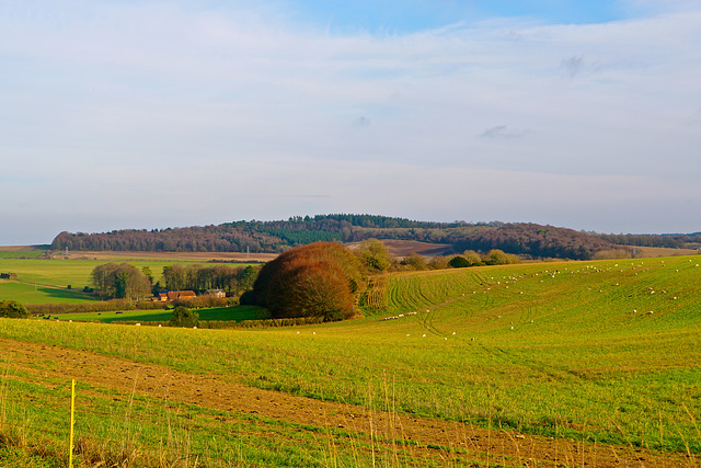 Cranborne Chase