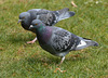 PigeonEF7A9745
