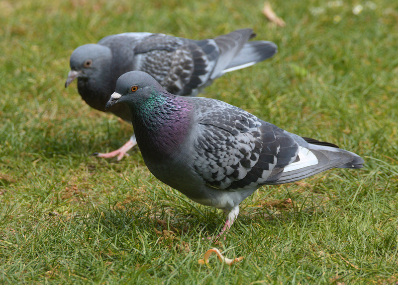 PigeonEF7A9745