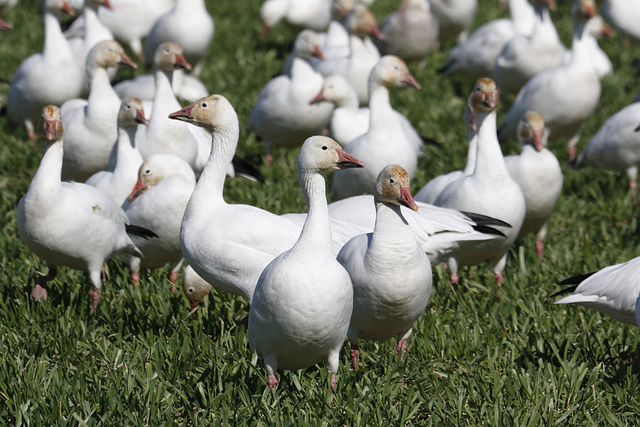 Snow Geese