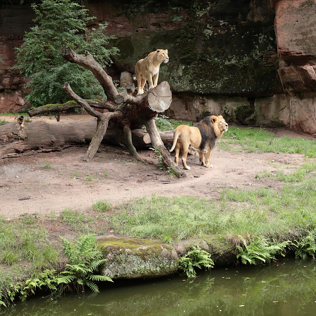 Asiatische Löwen / Tiergarten Nürnberg