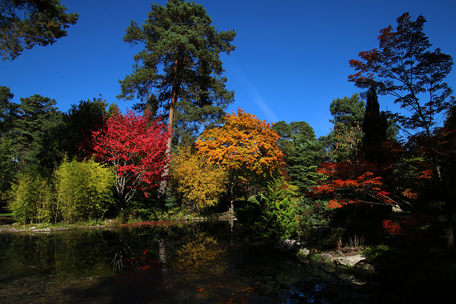 Arboretum des Grandes Bruyères-, Forêt d'Orléans
