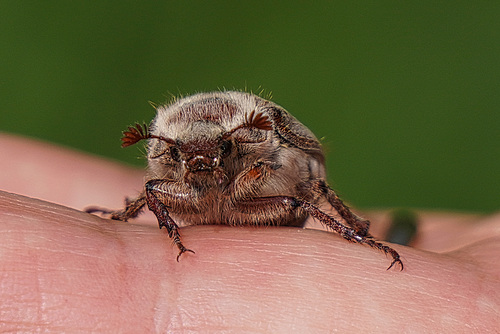 Maikäfer flieg! Maybug fly!