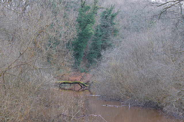 The River Etherow above the Weir (1 of 5)