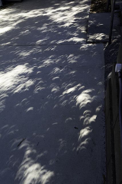 Solar Eclipse - Leaf filters