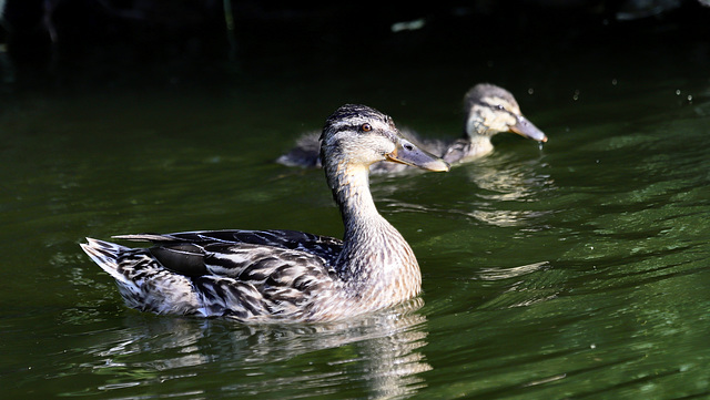 En famille