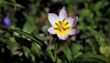 Tulipe botanique