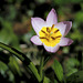 Tulipe botanique