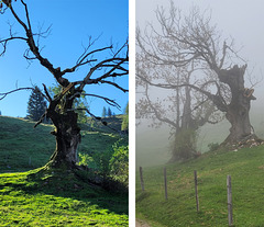 Sonnenschein und Nebel
